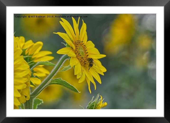 Bee on a Sunflower Framed Mounted Print by Will Badman