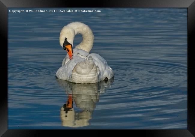 Swan on the Lake at Burnham on Sea  Framed Print by Will Badman