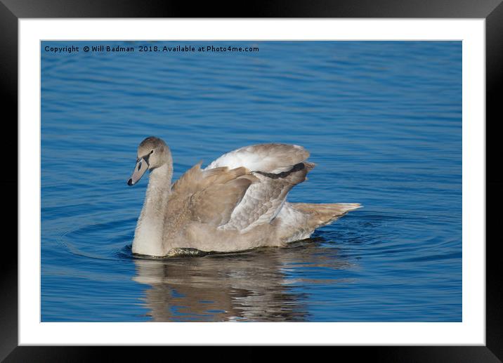 Young Swan on a lake Framed Mounted Print by Will Badman
