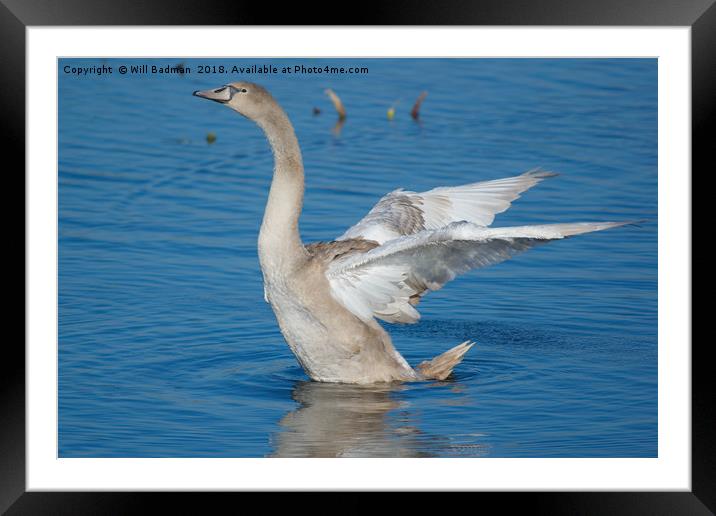 Young Swan on a lake flapping its wings Framed Mounted Print by Will Badman