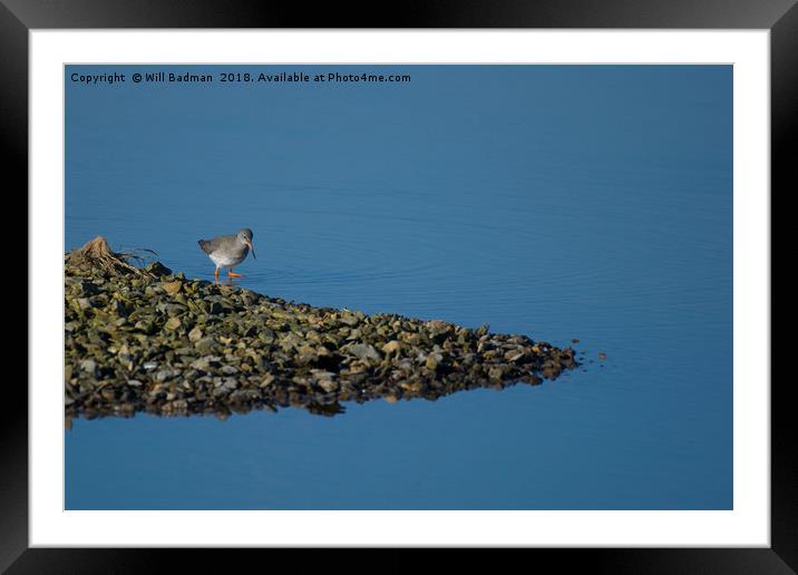 Redshank on the lake at Start Marshes  Framed Mounted Print by Will Badman