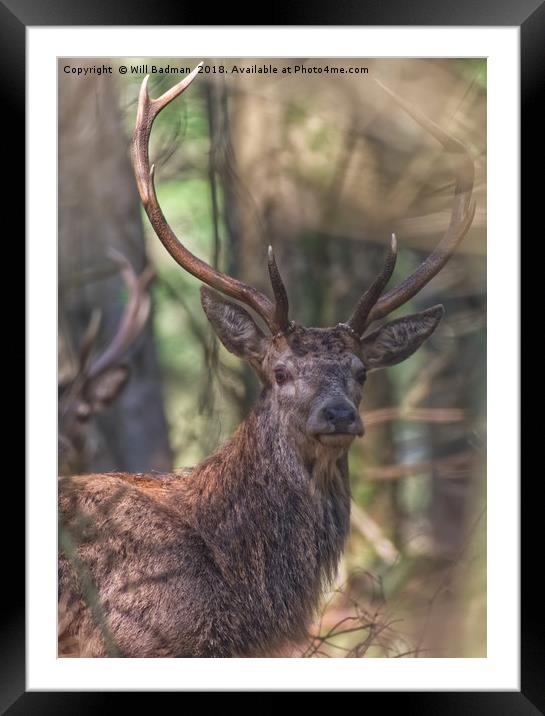 A Red Stag in the woods in the Quantocks Somerset Framed Mounted Print by Will Badman