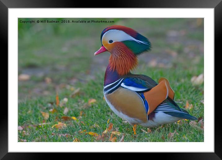 Colourful Mandarin Duck in Yeovil Somerset UK Framed Mounted Print by Will Badman