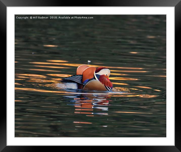 Mandarin Duck on a Lake at Ninesprings Yeovil uk Framed Mounted Print by Will Badman