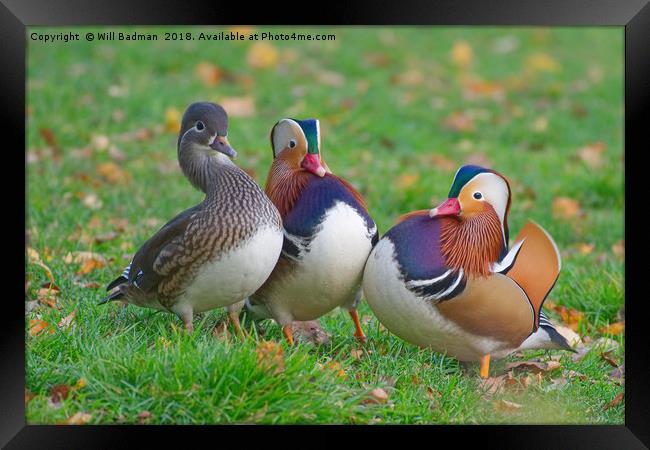 Colourful Mandarin Ducks in Yeovil Somerset UK Framed Print by Will Badman