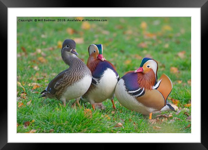 Colourful Mandarin Ducks in Yeovil Somerset UK Framed Mounted Print by Will Badman