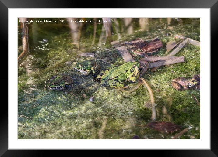 Waving frog in a pond in Somerset Framed Mounted Print by Will Badman