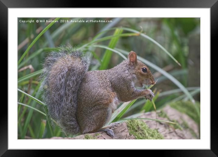 Squirrel on the Fence at Ninesprings Yeovil Framed Mounted Print by Will Badman