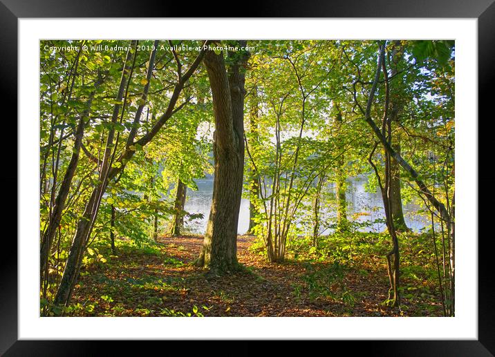Autumn woodland at Chard Reservoir Somerset uk Framed Mounted Print by Will Badman