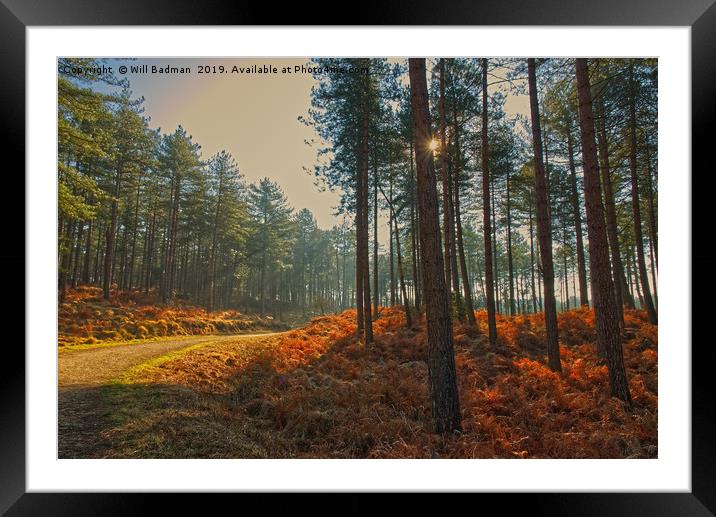 Sun rays through Sandford Forest Dorset Framed Mounted Print by Will Badman