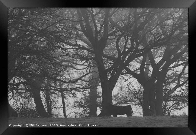 Cow and Trees in Black and White  Framed Print by Will Badman