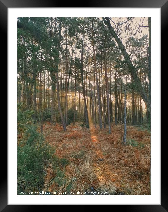 Sun rays through Holton Heath Forest Dorset Framed Mounted Print by Will Badman