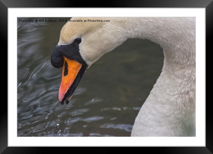 Swan on a Lake in Ninesprings Yeovil Somerset UK   Framed Mounted Print by Will Badman