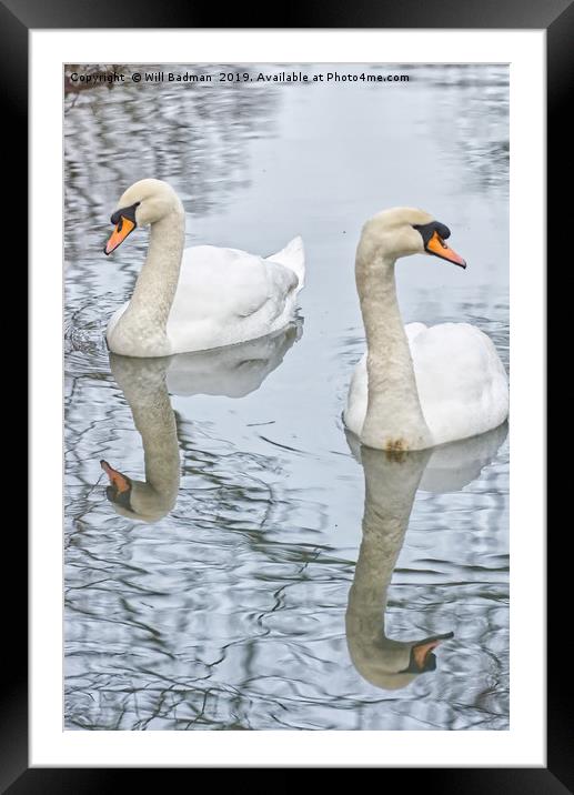 Swans on a Lake in Ninesprings Yeovil Somerset UK  Framed Mounted Print by Will Badman