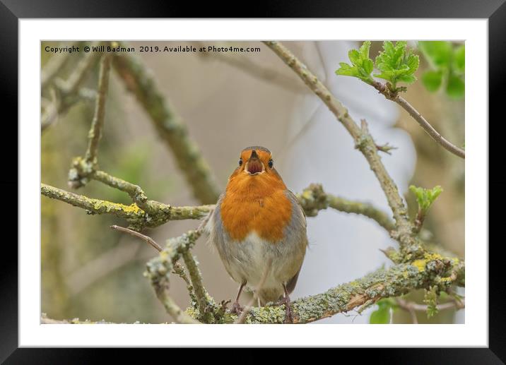 Singing Robin at Ninesprings Yeovil Somerset  Framed Mounted Print by Will Badman