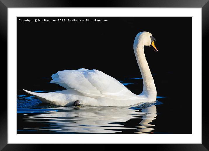 Swan swimming on a lake in Yeovil Somerset  Framed Mounted Print by Will Badman