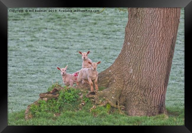3 Young Lambs by a Tree in Somerset Framed Print by Will Badman