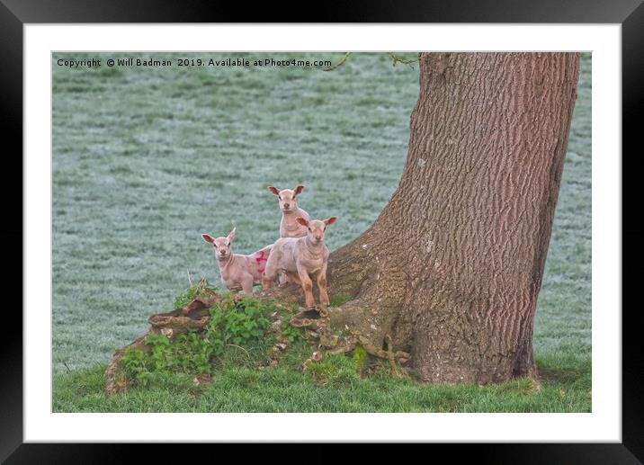 3 Young Lambs by a Tree in Somerset Framed Mounted Print by Will Badman