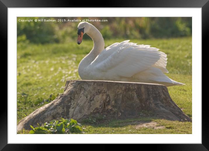 Swan on the bank at Ninesprings Somerset Framed Mounted Print by Will Badman