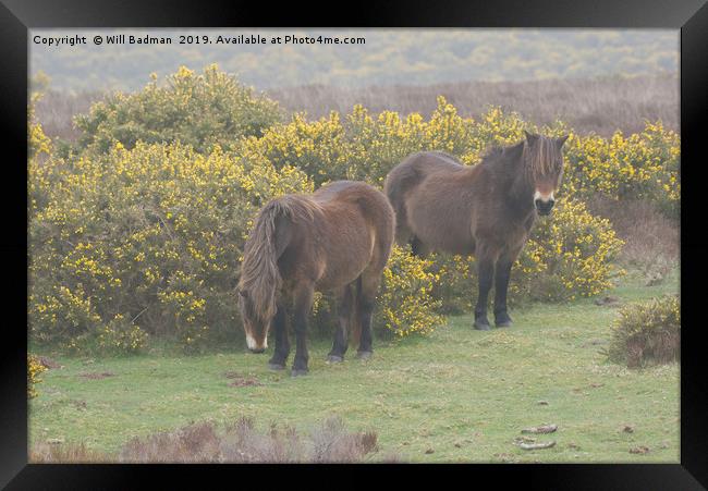 Exmoor Ponies Somerset UK Framed Print by Will Badman