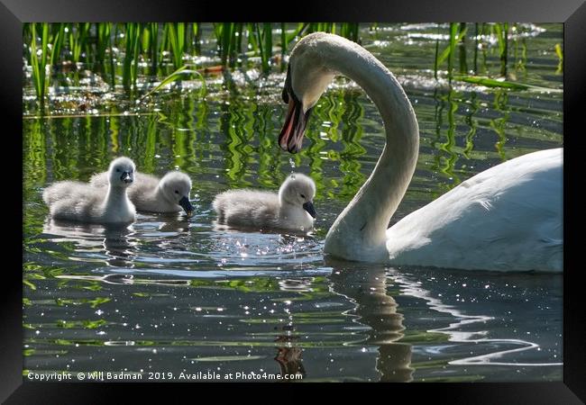 Young Cygnets taking their first swim  Framed Print by Will Badman