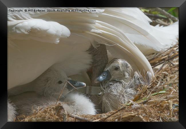 Newly Hatched Cygnets under mums wing Framed Print by Will Badman