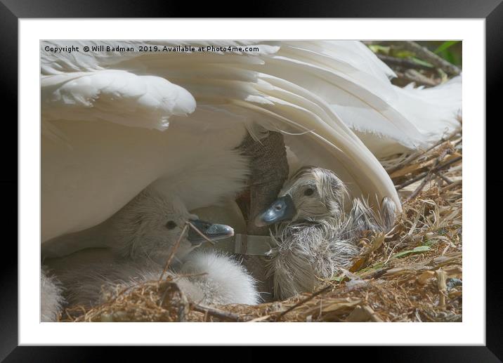 Newly Hatched Cygnets under mums wing Framed Mounted Print by Will Badman