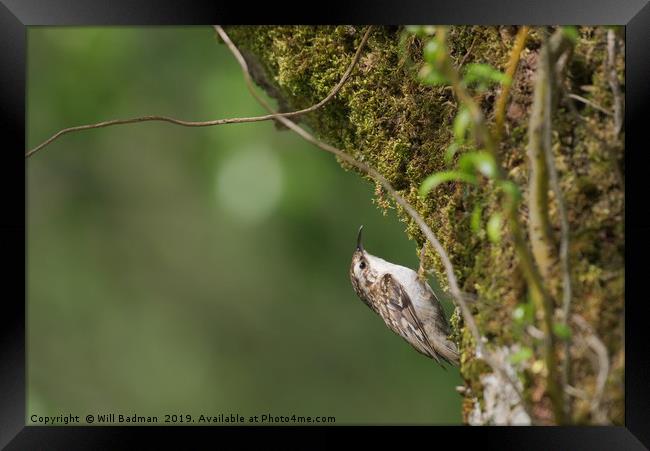 Tree Creeper on a tree covered in moss Framed Print by Will Badman
