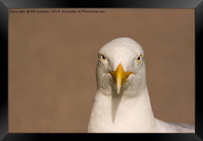 Angry Looking Herring Gull Framed Print by Will Badman