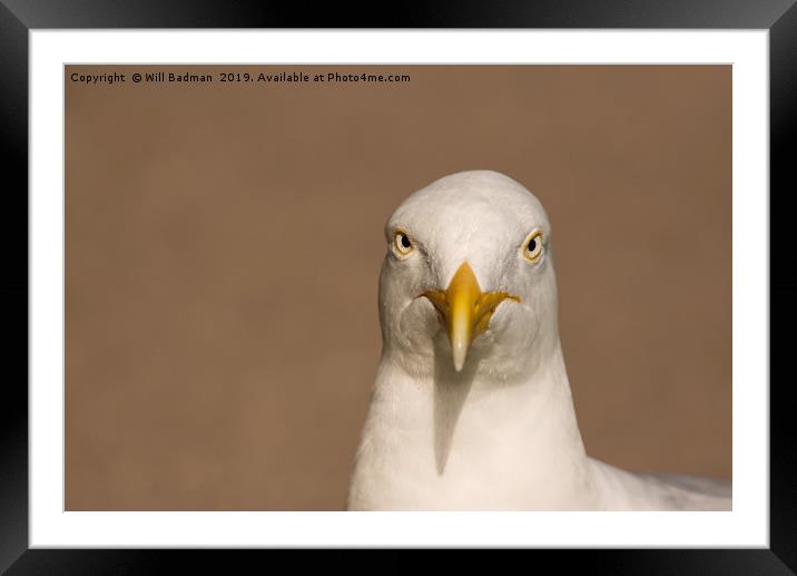 Angry Looking Herring Gull Framed Mounted Print by Will Badman