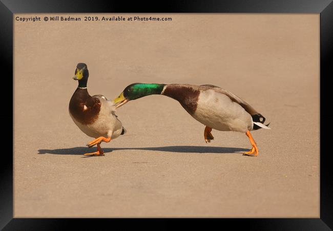Two Mallard Ducks Fighting in the Park Framed Print by Will Badman