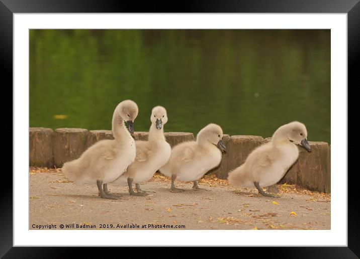 Four young Cygnets walking around the park Framed Mounted Print by Will Badman