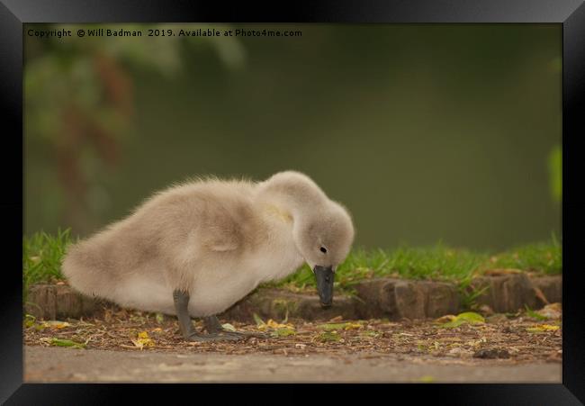 Young Cygnet at Ninesprings Yeovil Somerset Framed Print by Will Badman