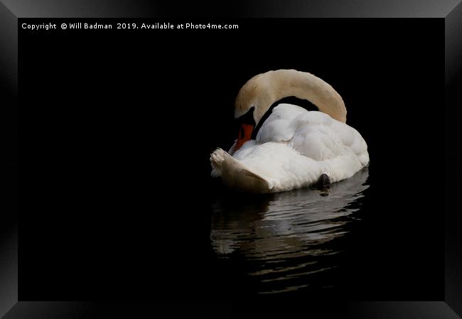Elegant Swan Resting Framed Print by Will Badman