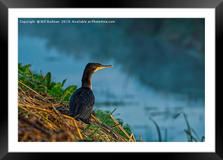 Cormorant Sat on Misty River Bank Framed Mounted Print by Will Badman