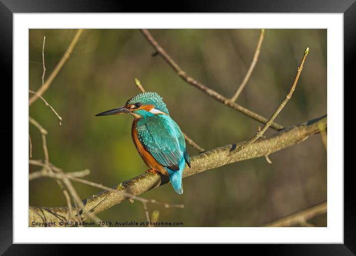 Kingfisher on a branch Framed Mounted Print by Will Badman