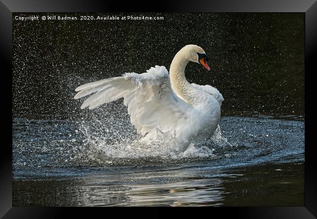 Swan flapping its wings on the lake in Yeovil uk Framed Print by Will Badman