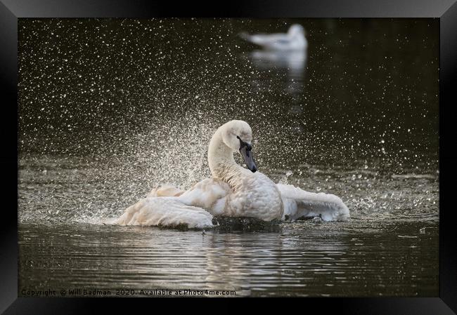 Swan flapping its wings on the lake in Yeovil uk  Framed Print by Will Badman
