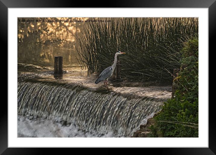 Heron on the Weir  Framed Mounted Print by Will Badman