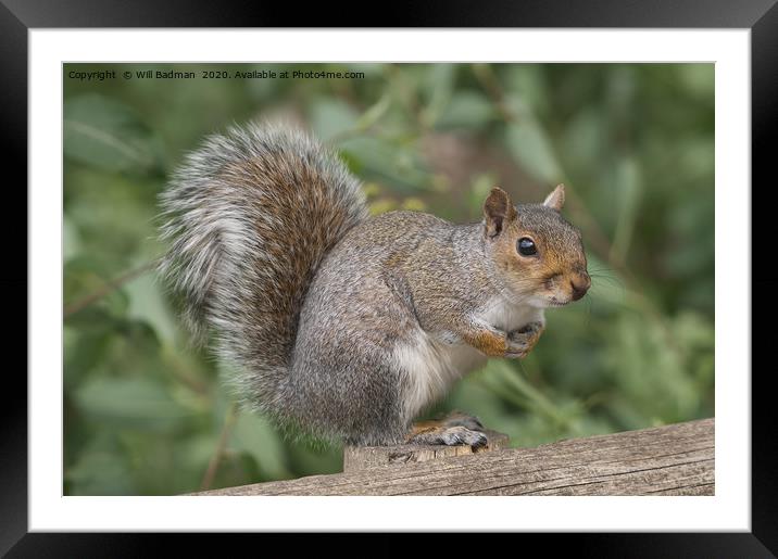 Grey Squirrel on a fence Framed Mounted Print by Will Badman