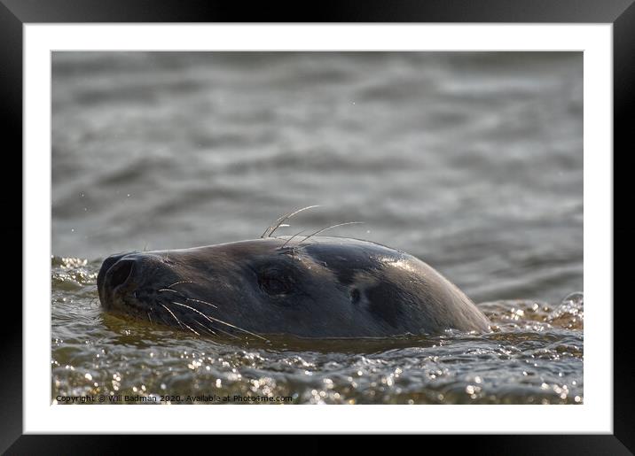Sammy the seal in water Framed Mounted Print by Will Badman