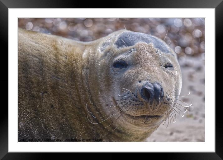 A close up of Sammy the seal  Framed Mounted Print by Will Badman