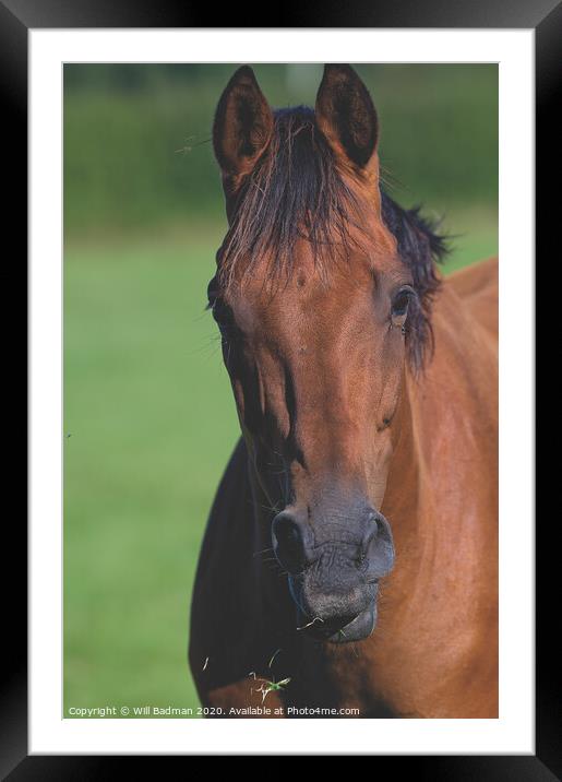 Horse portrait  Framed Mounted Print by Will Badman