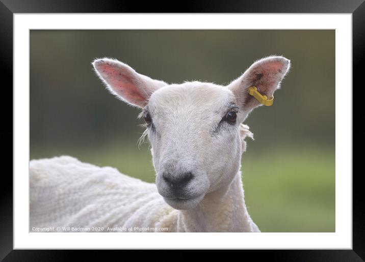 Sheep portrait  Framed Mounted Print by Will Badman