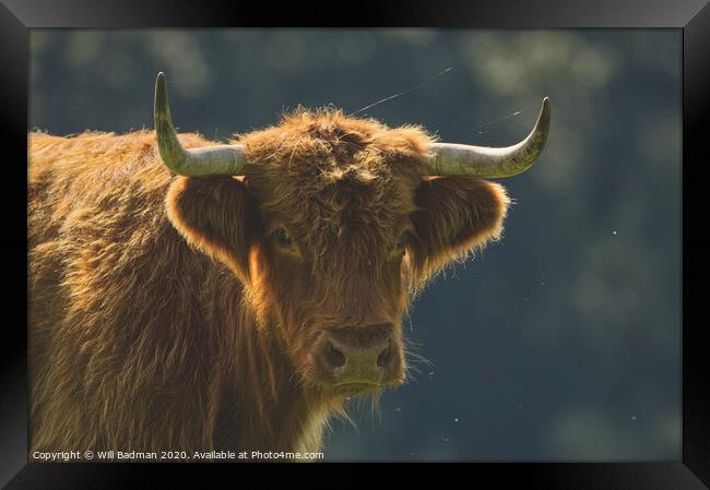 Highland Cow Framed Print by Will Badman