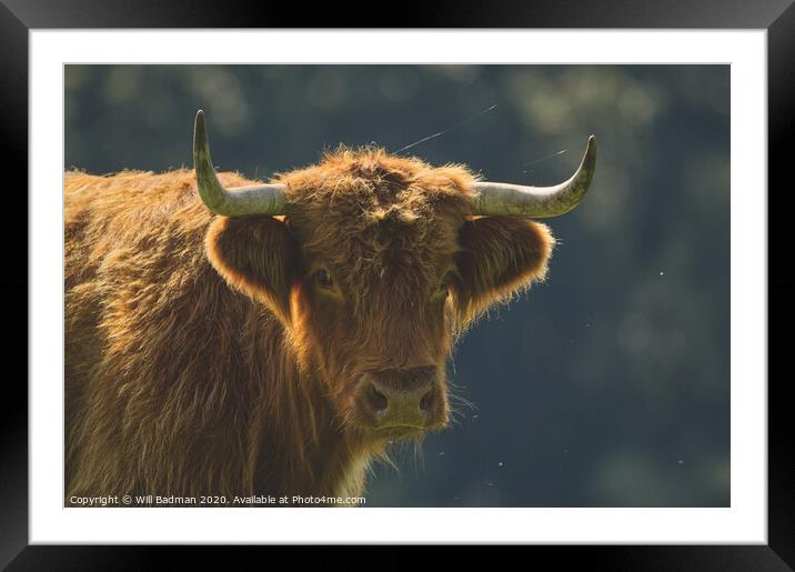 Highland Cow Framed Mounted Print by Will Badman