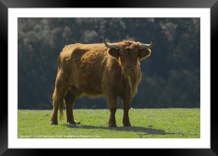 Highland Cow Framed Mounted Print by Will Badman