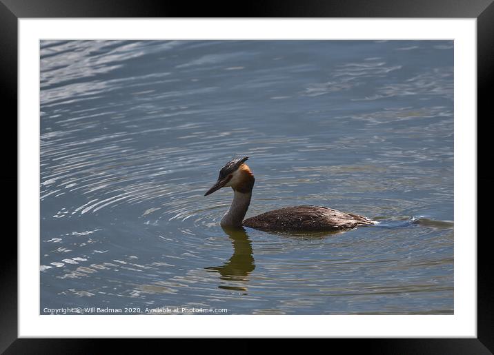 Great Crested Grebe  Framed Mounted Print by Will Badman