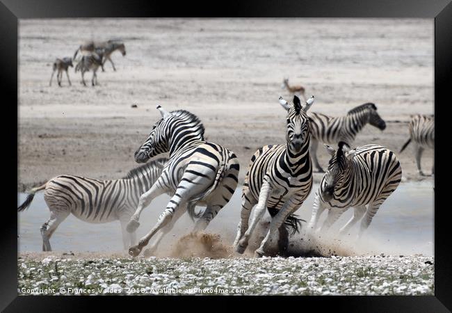 Fleeing Zebras Framed Print by Frances Valdes