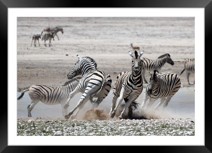 Fleeing Zebras Framed Mounted Print by Frances Valdes